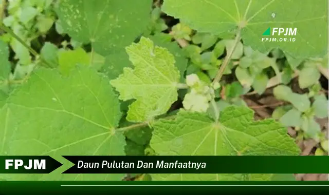 daun pulutan dan manfaatnya