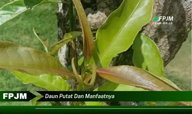 Temukan 10 Manfaat Daun Putat untuk Kesehatan dan Kecantikan