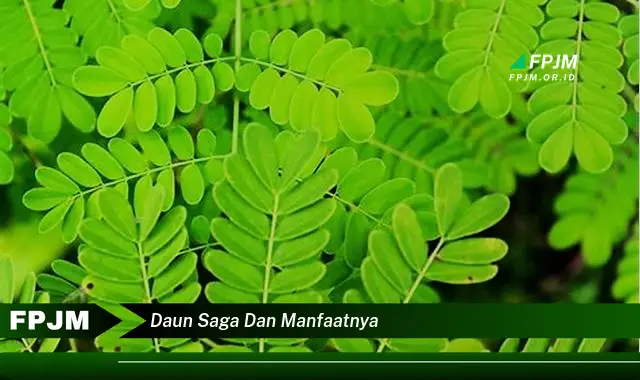 daun saga dan manfaatnya