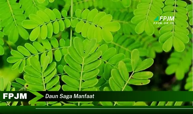 daun saga manfaat