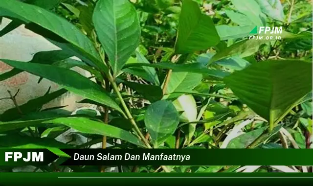 Ketahui 10 Manfaat Daun Salam dan Manfaatnya untuk Kesehatan Anda