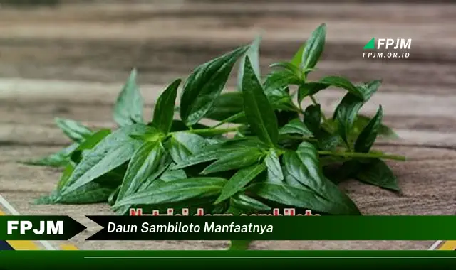 daun sambiloto manfaatnya