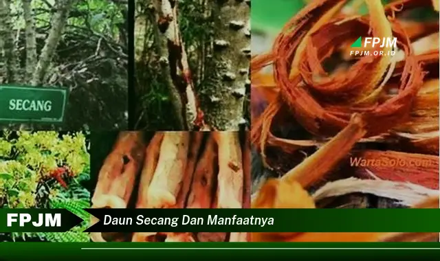 daun secang dan manfaatnya