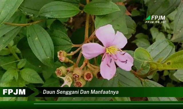 daun senggani dan manfaatnya