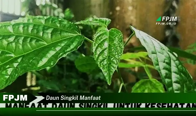 daun singkil manfaat