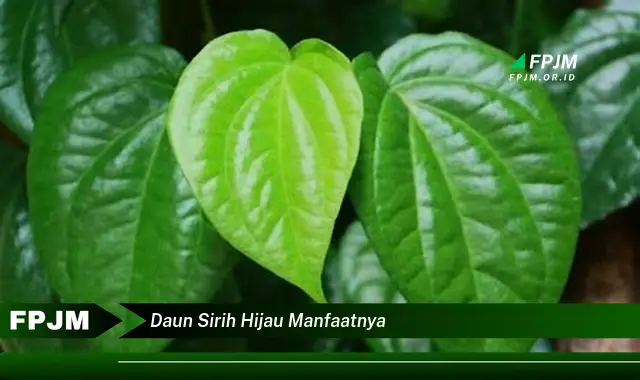 daun sirih hijau manfaatnya