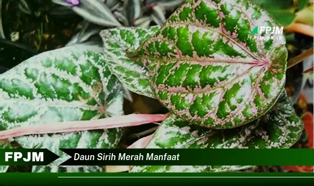 daun sirih merah manfaat