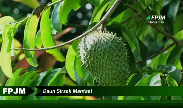 daun sirsak manfaat