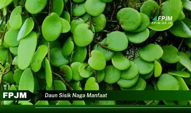 Temukan 8 Manfaat Daun Sisik Naga untuk Kesehatan Anda