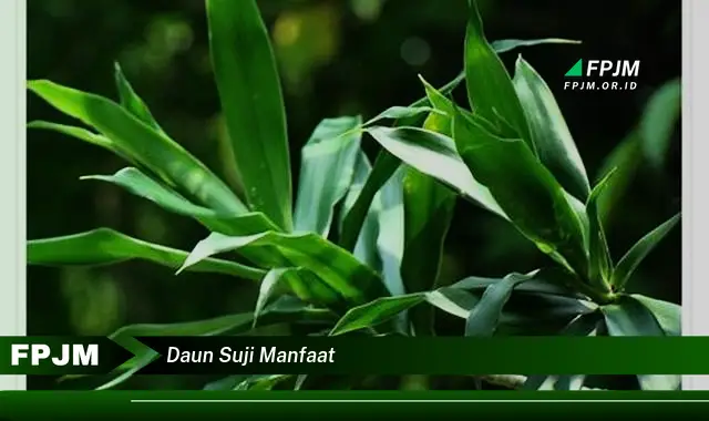 daun suji manfaat