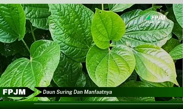 daun suring dan manfaatnya