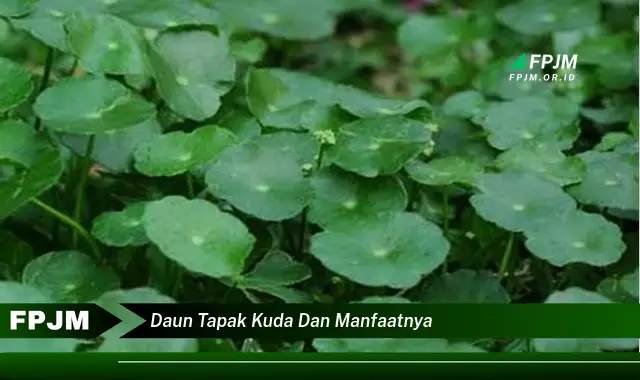 daun tapak kuda dan manfaatnya