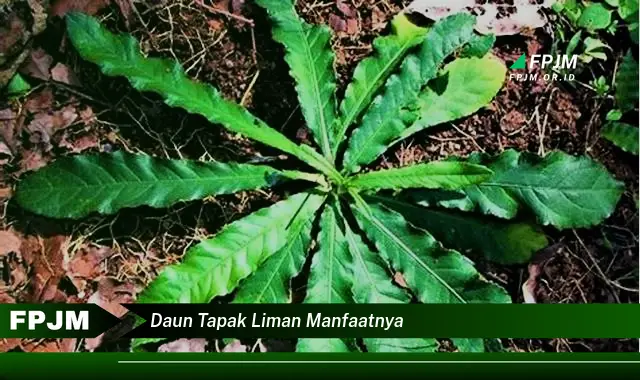 Ketahui 8 Manfaat Daun Tapak Liman untuk Kesehatan Anda