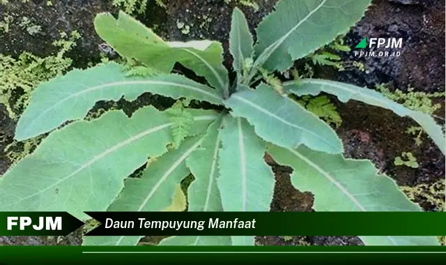 daun tempuyung manfaat