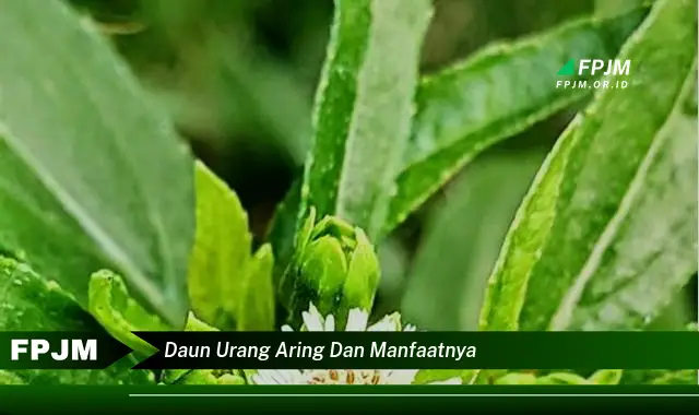 Ketahui 9 Manfaat Daun Urang Aring untuk Kesehatan dan Kecantikan