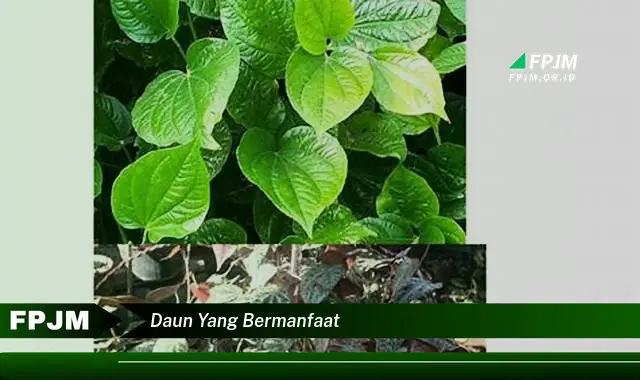 daun yang bermanfaat