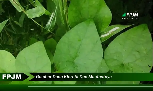 Ketahui 9 Manfaat Klorofil dari Gambar Daun, Untuk Kesehatan dan Kecantikan Anda