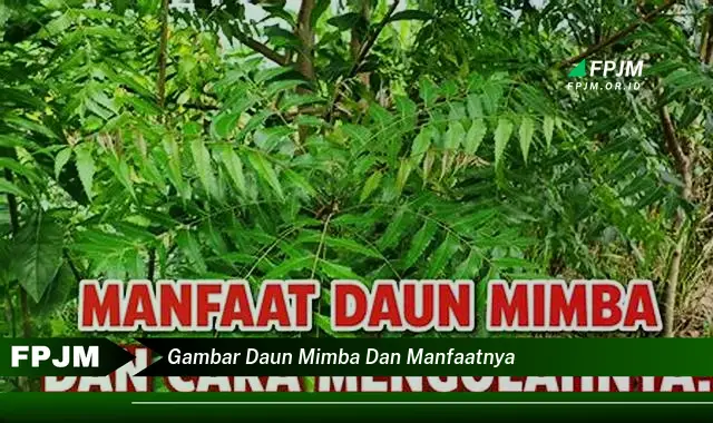 Ketahui 9 Manfaat Gambar Daun Mimba dan Khasiatnya untuk Kesehatan