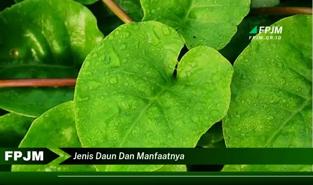 jenis daun dan manfaatnya