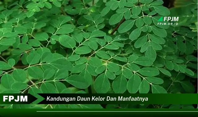 Ketahui 8 Manfaat Daun Kelor untuk Kesehatan,  Dari Nutrisi Hingga Khasiatnya