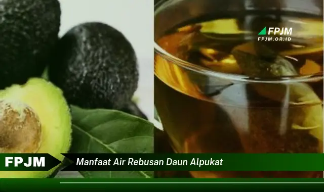 manfaat air rebusan daun alpukat