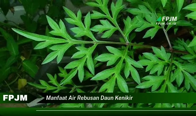 manfaat air rebusan daun kenikir