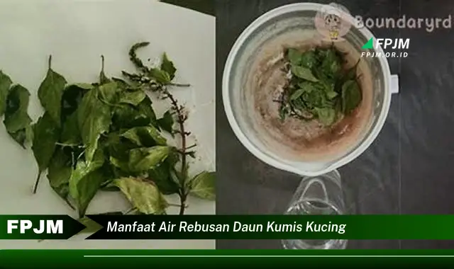 manfaat air rebusan daun kumis kucing