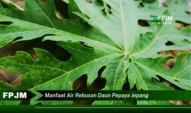 manfaat air rebusan daun pepaya jepang