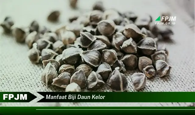 manfaat biji daun kelor