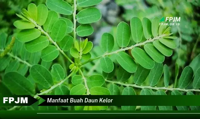 manfaat buah daun kelor