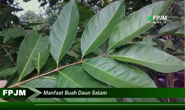 manfaat buah daun salam