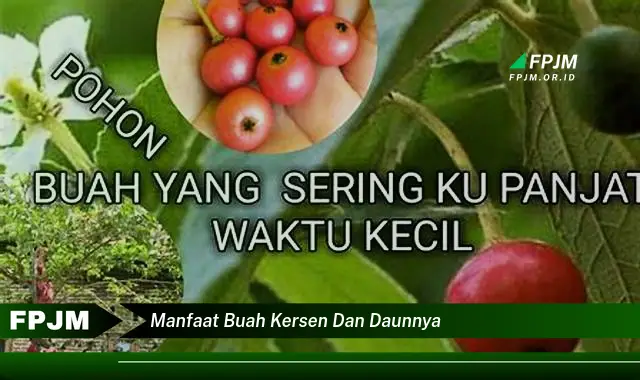 Ketahui 8 Manfaat Buah Kersen dan Daunnya untuk Kesehatan Anda