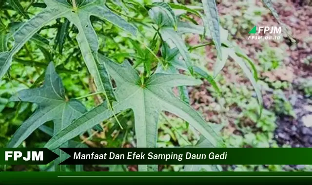 Ketahui 8 Manfaat dan Efek Samping Daun Gedi untuk Kesehatan Anda