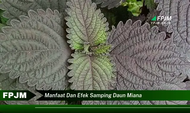 manfaat dan efek samping daun miana