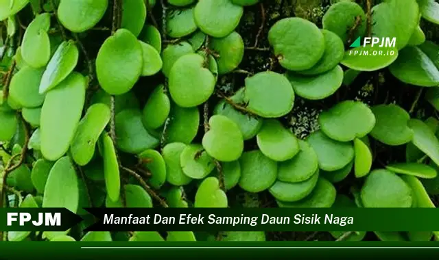 manfaat dan efek samping daun sisik naga