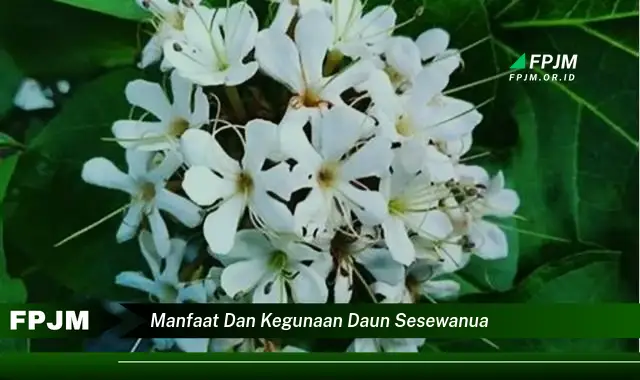 manfaat dan kegunaan daun sesewanua