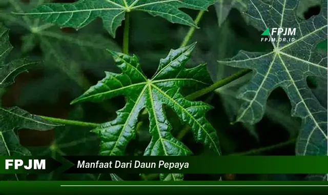 manfaat dari daun pepaya