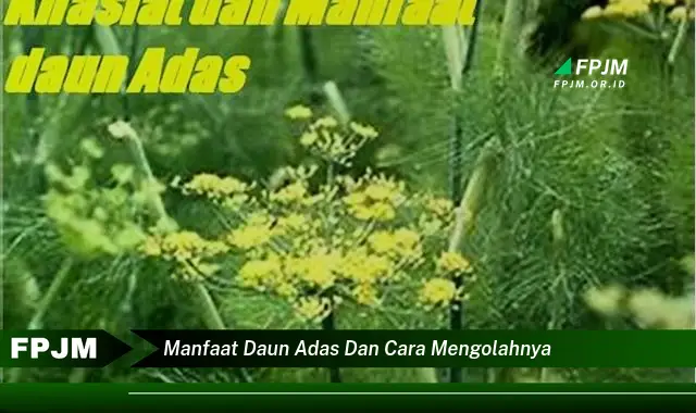 manfaat daun adas dan cara mengolahnya