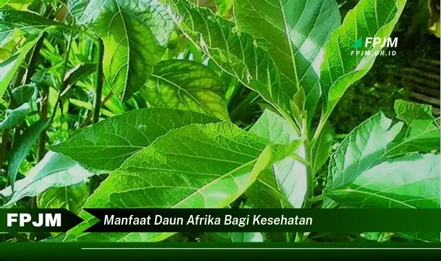 Ketahui 10 Manfaat Daun Afrika bagi Kesehatan Tubuh Anda Secara Lengkap