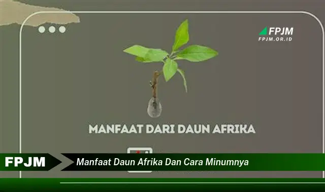 manfaat daun afrika dan cara minumnya