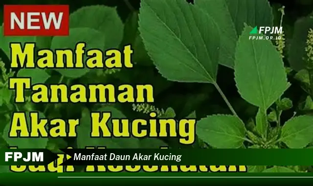 manfaat daun akar kucing