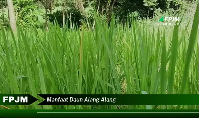 manfaat daun alang alang