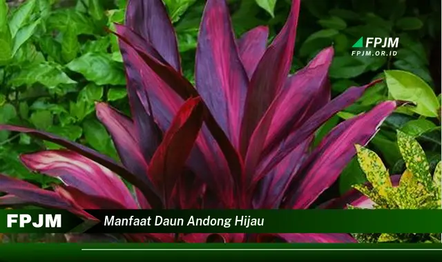 manfaat daun andong hijau