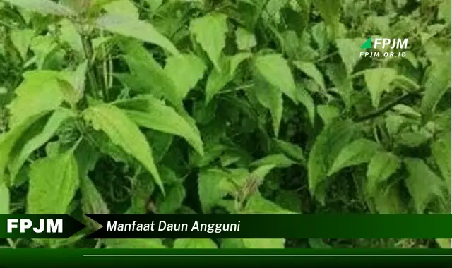 manfaat daun angguni