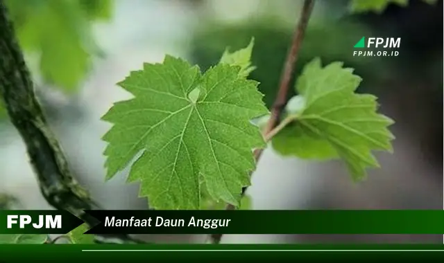 manfaat daun anggur