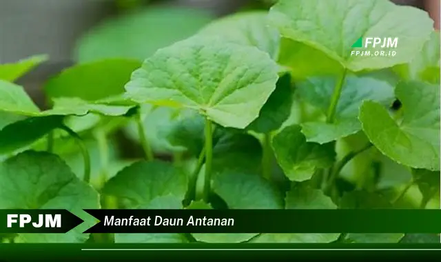 manfaat daun antanan