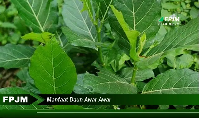 manfaat daun awar awar