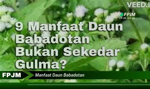 Ketahui 10 Manfaat Daun Babadotan untuk Kesehatan, Dari Obat Tradisional Hingga Potensi Modern