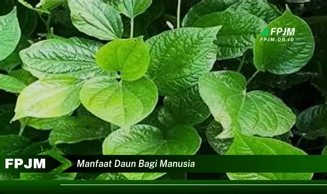 Ketahui 9 Manfaat Daun Bagi Manusia, Dari Kesehatan Hingga Kecantikan