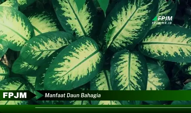 manfaat daun bahagia